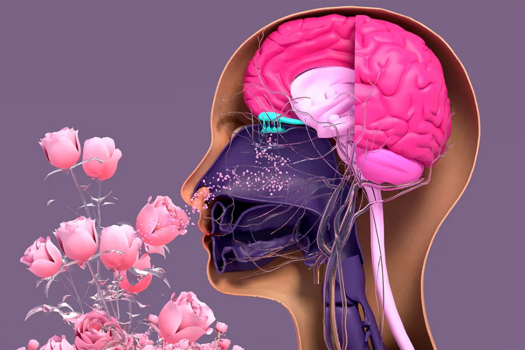 Illustration of the brain and nervous system surrounded by soft pink flowers representing gentle self care, emotional regulation, and nervous system support