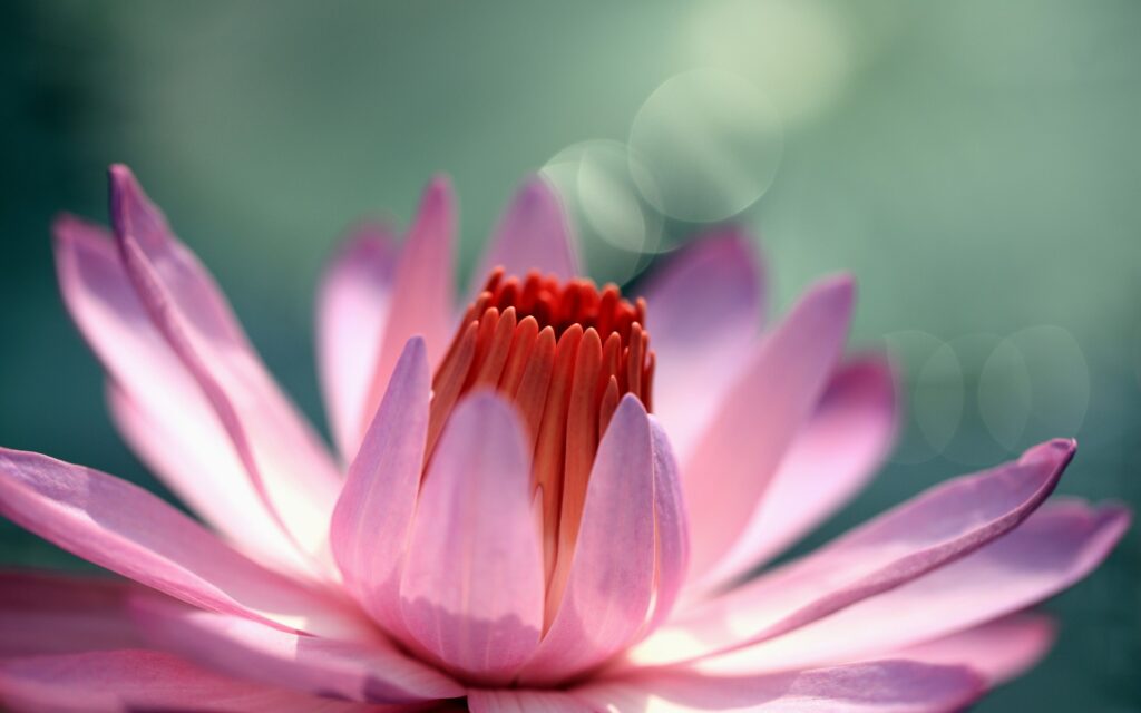 daily high vibrational feminine energy habits that support emotional clarity confidence and gentle routine reset through intentional self care practices